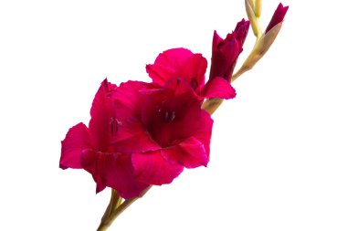 Beyaz arka plan üzerinde izole Glayöl çiçek