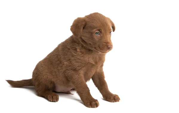 Kastanje Puppy Geïsoleerd Witte Achtergrond — Stockfoto