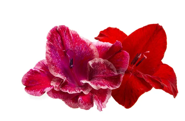 Gladiolen Blume Isoliert Auf Weißem Hintergrund — Stockfoto