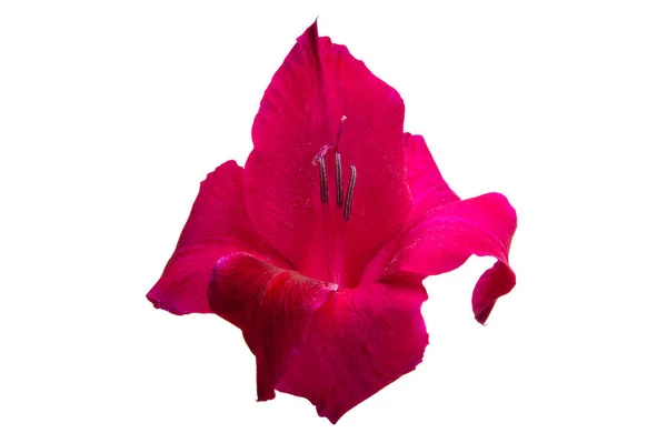 Gladiolen Blume Isoliert Auf Weißem Hintergrund — Stockfoto