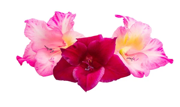 Beyaz Arka Plan Üzerinde Izole Glayöl Çiçek — Stok fotoğraf