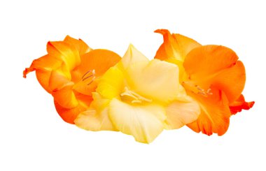 Beyaz arka plan üzerinde izole Glayöl çiçek