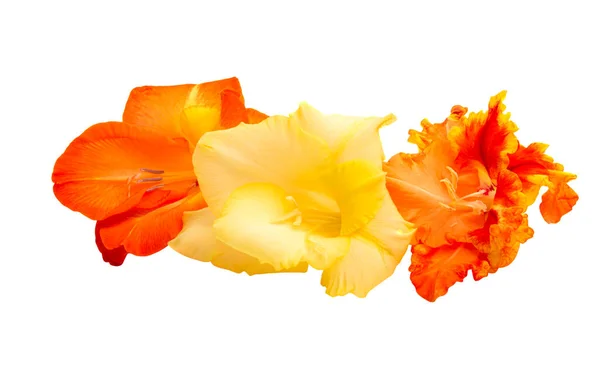 Gladiolus Blomma Isolerad Vit Bakgrund — Stockfoto