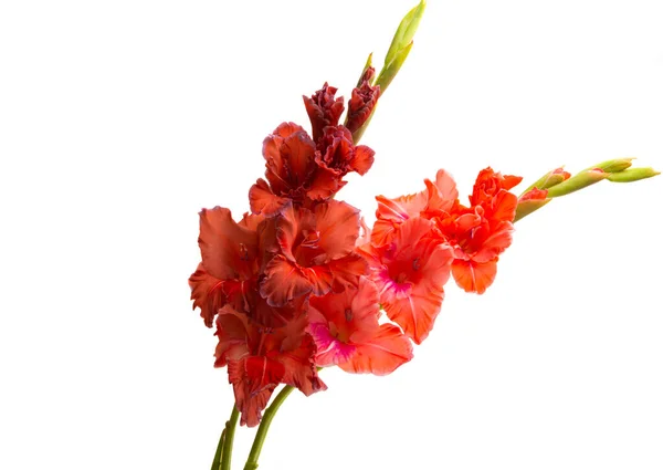 Bunga Gladiolus Diisolasi Pada Latar Belakang Putih — Stok Foto