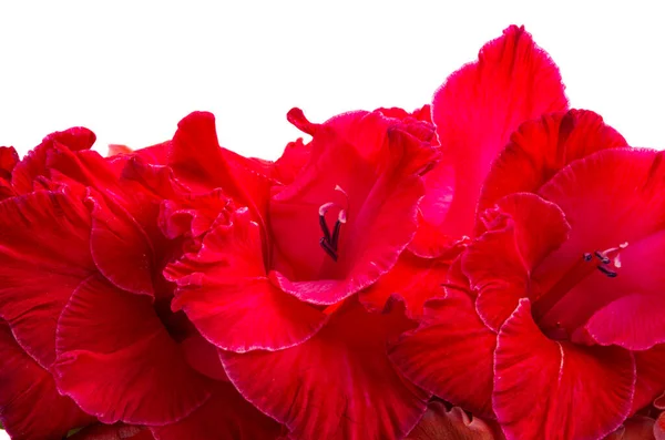 Beyaz Arka Plan Üzerinde Izole Glayöl Çiçek — Stok fotoğraf