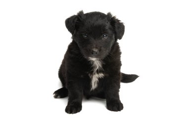 Siyah köpek yavrusu beyaz arka planda izole edilmiş