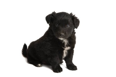 Siyah köpek yavrusu beyaz arka planda izole edilmiş