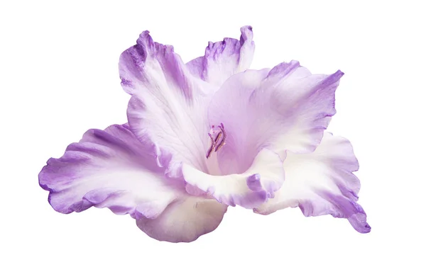 Gladiolus Blomma Isolerad Vit Bakgrund — Stockfoto