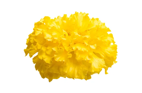 Yellow Marigold Isolated White Background — Stock Photo, Image