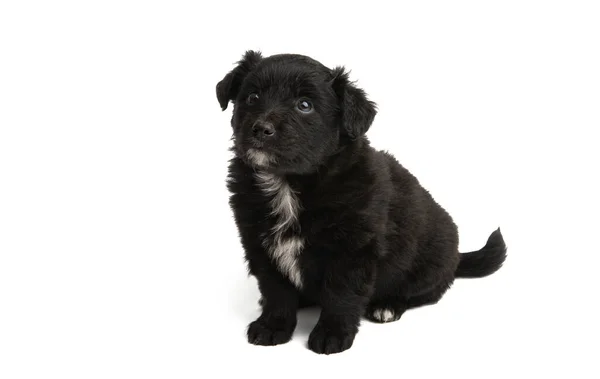 Siyah Köpek Yavrusu Beyaz Arka Planda Izole Edilmiş — Stok fotoğraf