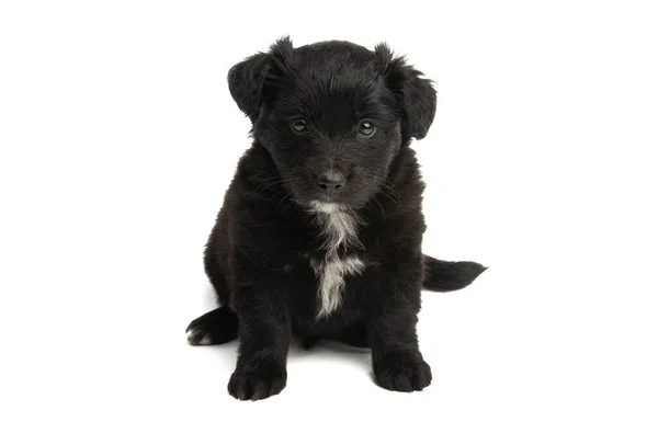 Cachorro Negro Aislado Sobre Fondo Blanco —  Fotos de Stock