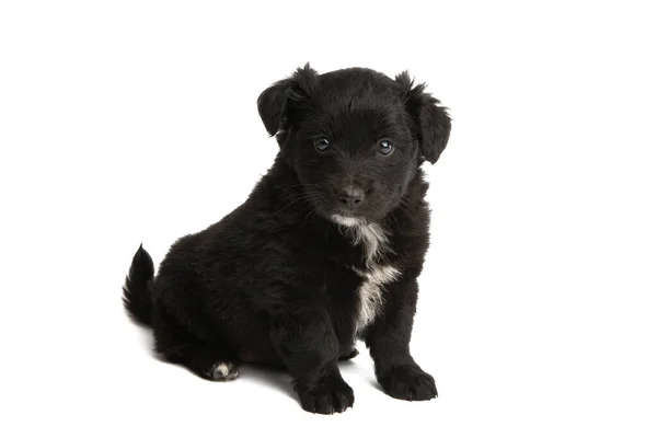 Cachorro Negro Aislado Sobre Fondo Blanco — Foto de Stock