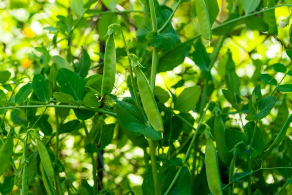stock image green peas growing on a farm