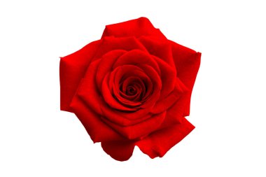 kırmızı gül beyaz arkaplanda izole