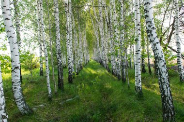 Baharda huş ağacı koruluğu