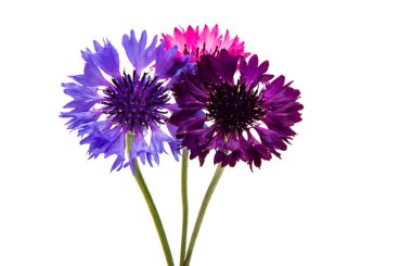 Beyaz arkaplanda yalıtılmış çiçek