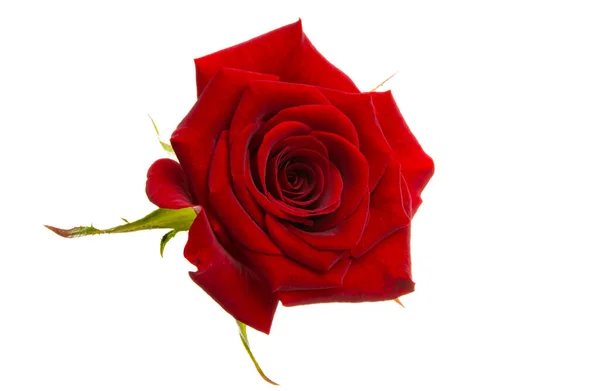 Κόκκινο Τριαντάφυλλο Απομονωμένο Λευκό Φόντο — Φωτογραφία Αρχείου