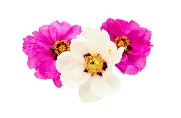 Peony Flower Isolated White Background — Stock Photo, Image
