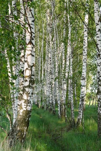 Birch Grove Spring — Stock Photo, Image