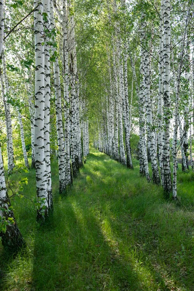 春天的桦树林 — 图库照片