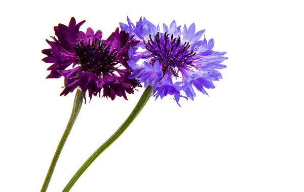 подсолнечник цветок изолирован на белом фоне