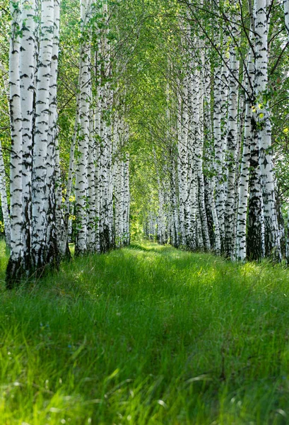 春天的桦树林 免版税图库照片