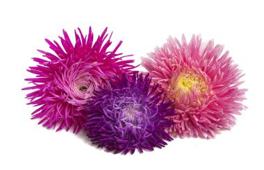 Beyaz arka plan üzerinde izole aster çiçek