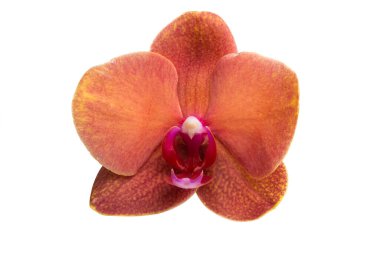 Beyaz arkaplanda izole edilmiş orkide çiçeği