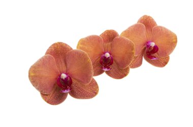Beyaz arkaplanda izole edilmiş orkide çiçeği