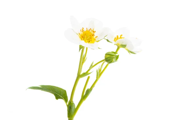 Beyaz Arkaplanda Yalıtılmış Çilek Çiçeği — Stok fotoğraf