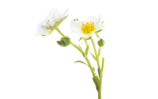 Λουλούδι Φράουλας Απομονωμένο Λευκό Φόντο — Φωτογραφία Αρχείου