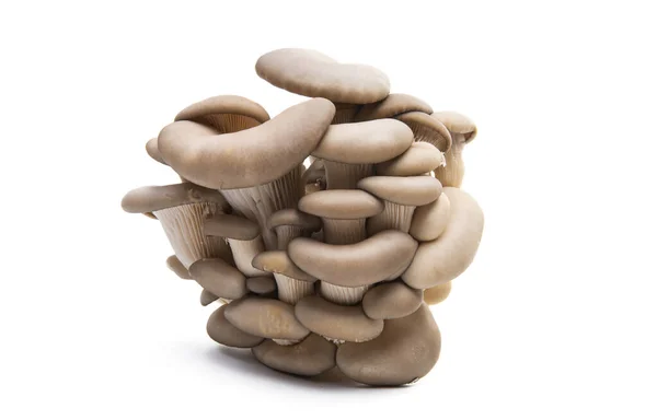 在白色背景上分离的牡蛎蘑菇 — 图库照片