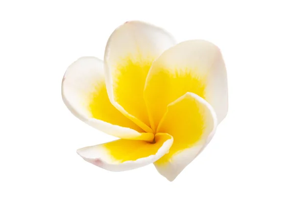 Frangipani Çiçeği Beyaz Bir Sırtüstü Izole Edilmiş — Stok fotoğraf