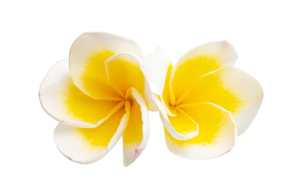 Frangipani Bloem Geïsoleerd Witte Achtergrond — Stockfoto