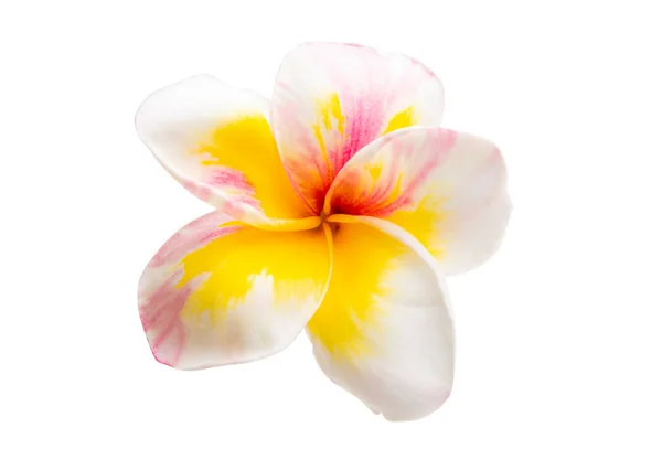 Frangipani Fleur Isolée Sur Fond Blanc — Photo