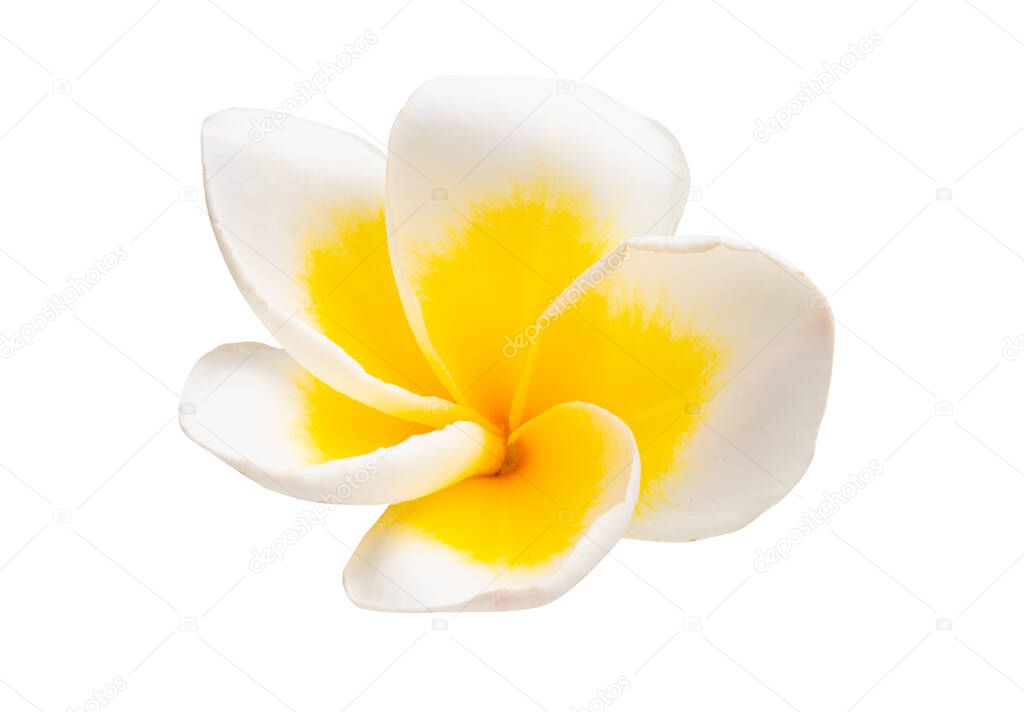 frangipani flower isolated on white backgroun