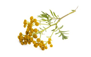 tansy beyaz arkaplanda izole edildi