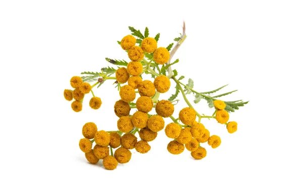 Tansy Isolated White Background — Stock Photo, Image