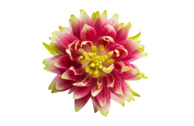 beyaz arkaplanda izole edilmiş aquilegia çiçeği