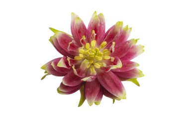 beyaz arkaplanda izole edilmiş aquilegia çiçeği