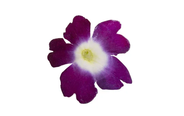 Verbena Flor Isolada Sobre Fundo Branco — Fotografia de Stock