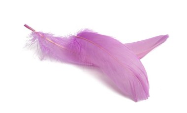 Kaz tüyü beyaz zemin üzerine izole