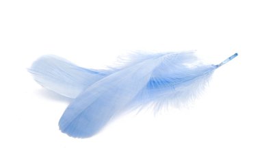 Kaz tüyü beyaz zemin üzerine izole