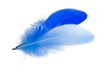 Kaz tüyü beyaz zemin üzerine izole