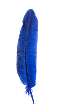 sülün tüyü beyaz arkaplanda izole edildi