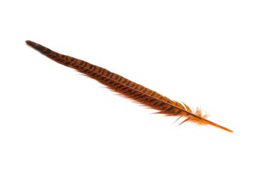 sülün tüyü beyaz arkaplanda izole edildi