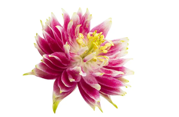 Aquilegia ดอกไม แยกก นบนพ นหล ขาว — ภาพถ่ายสต็อก