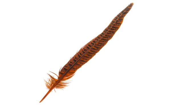 Pheasant Feather Isolated White Background — Stock Photo, Image