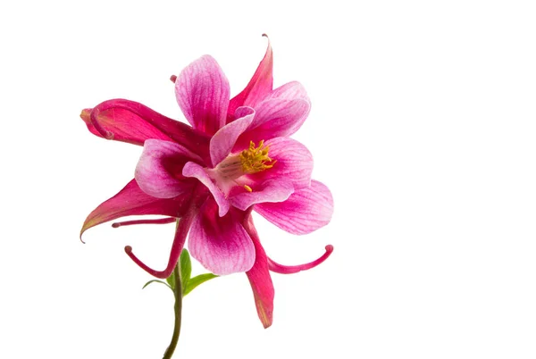 Aquilegia Blume Isoliert Auf Weißem Hintergrund — Stockfoto