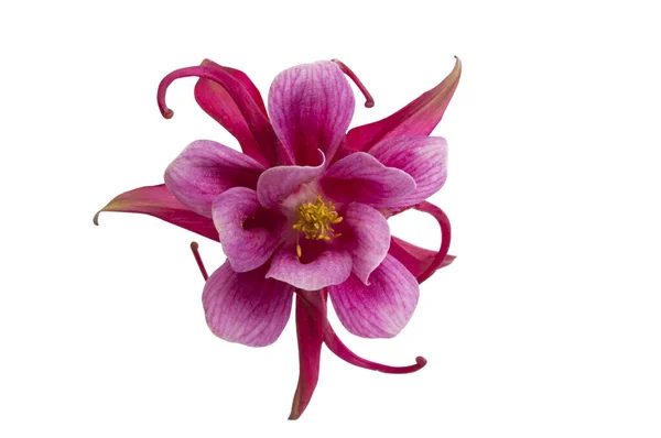 Aquilegia Bloem Geïsoleerd Witte Achtergrond — Stockfoto